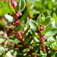 Laurembergia coccinea (Blume)